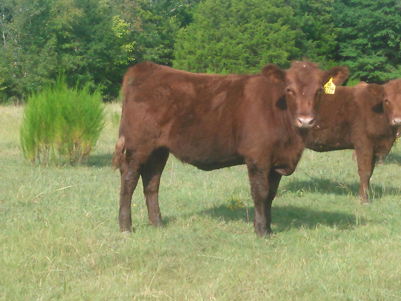 Red Angus Cattle in South Carolina Red Angus Bulls and Heifers